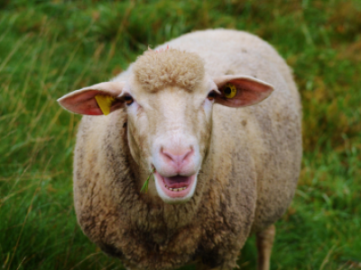 Tiertransporte nach Nahost verboten