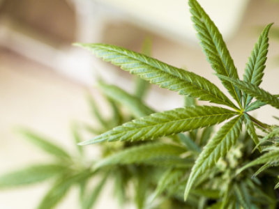 Tag des Cannabis: Wie viele Clubs bauen in Hannover an?