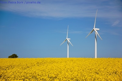 4.000 Sonnenblumen als stiller Protest