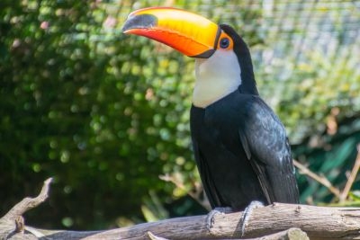 Verkehrskontrolle auf A2: Polizei findet exotische Tiere