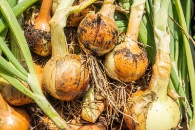 Uetze: Tonnenweise Zwiebeln vom Feld gestohlen