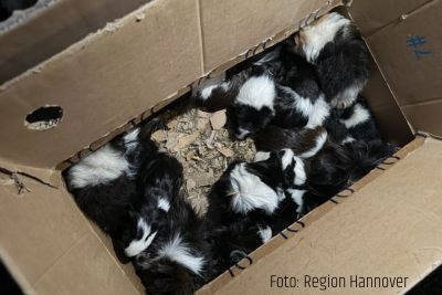 Fast 50 Meerschweinchen in Wald bei Sehnde ausgesetzt